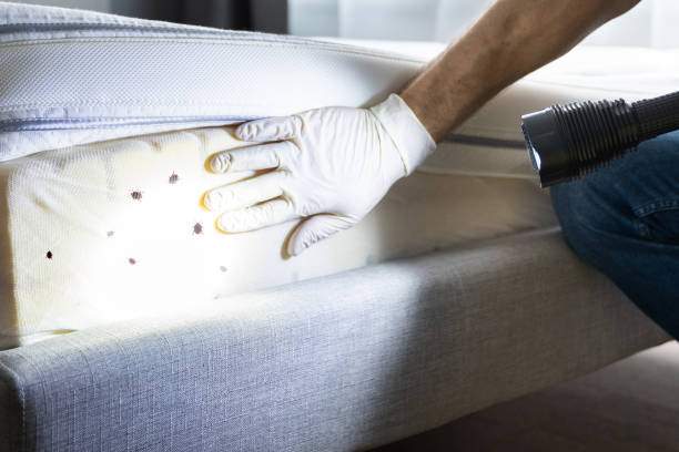 Best Mosquito Control Services  in Howards Grove, WI