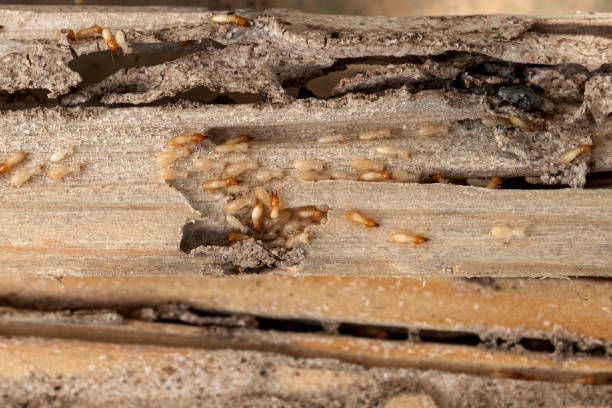 Wasp Removal Services in Howards Grove, WI